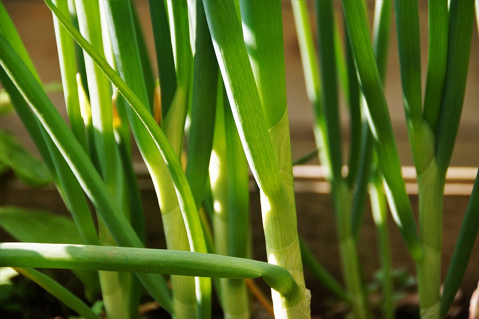 Правильна посадка цибулі Як правильно садити цибулю у 2026 році: покрокова інструкція