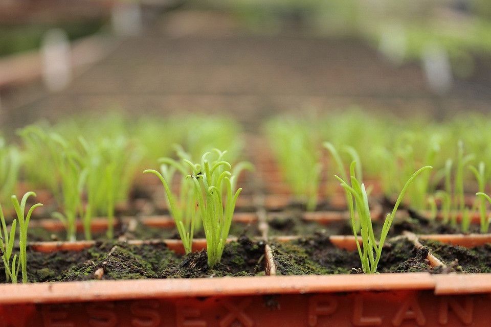 Поради для початківців Вирощування цибулі у 2026 році: корисні поради для початківців