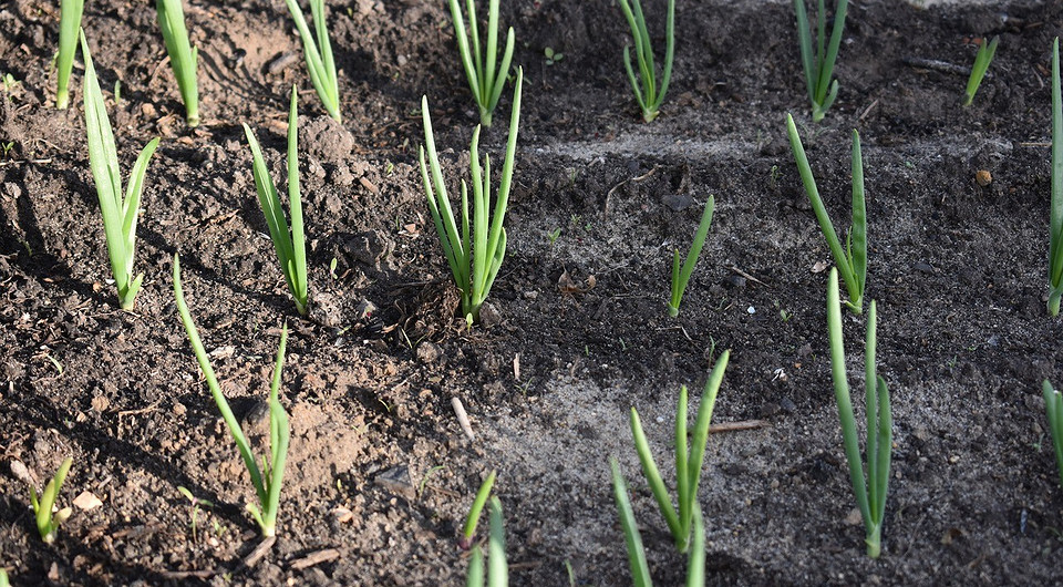 Цибуля: час садити! Вирощування цибулі: календар сприятливих днів для посадки у 2026 році