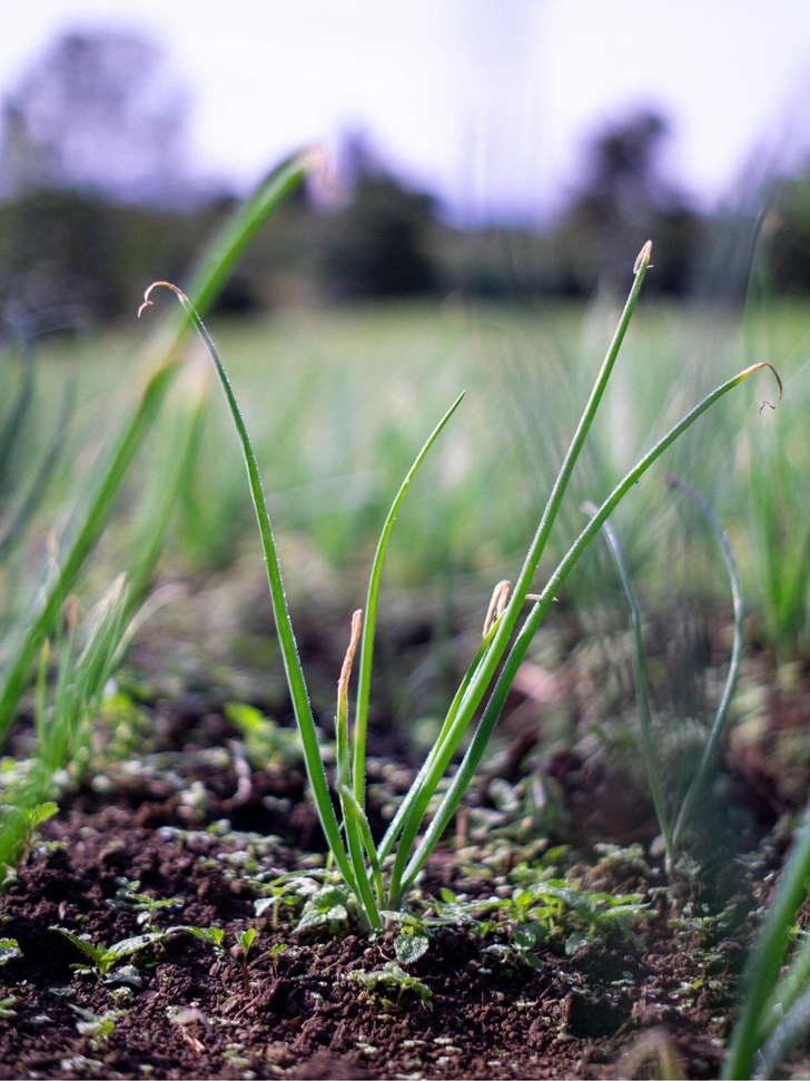 Цибуля: час садити! Найкращий час для посадки цибулі навесні 2026: місячний календар та поради