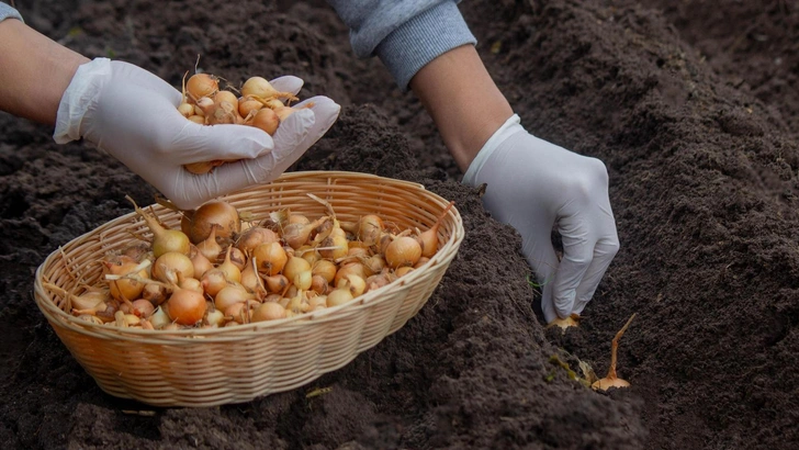 Поради для врожаю Поради щодо посадки цибулі навесні 2026 для отримання великого врожаю