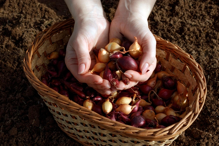 Місячний календар цибулі Посадка цибулі за місячним календарем 2026: сприятливі дні та поради