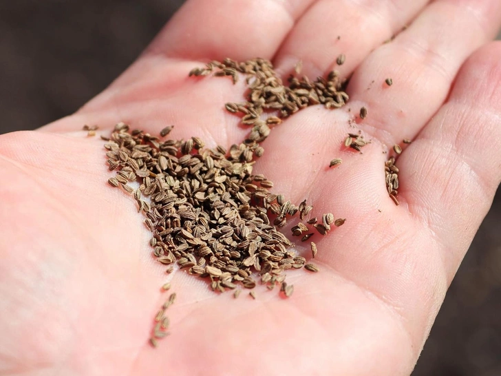 Морква навесні 2026 Розсада моркви на грядці, готова до посадки навесні 2026 року.