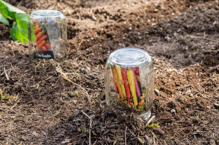 Вирощування моркви 2026 Свіжа морква, що росте на городі, символ гарного врожаю.