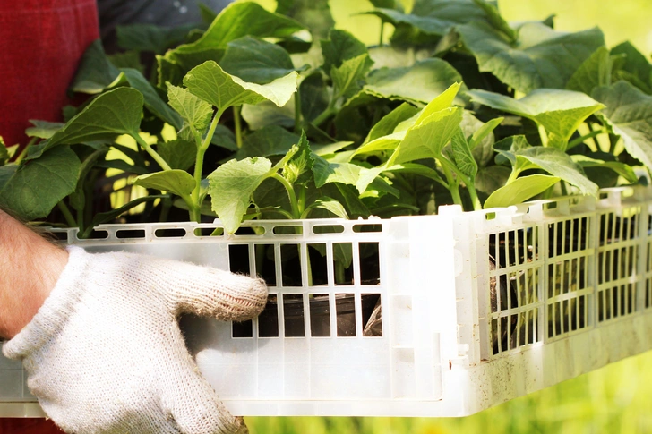 Місячний посів огірків Детальний план посіву огірків за місячним календарем на 2026 рік.