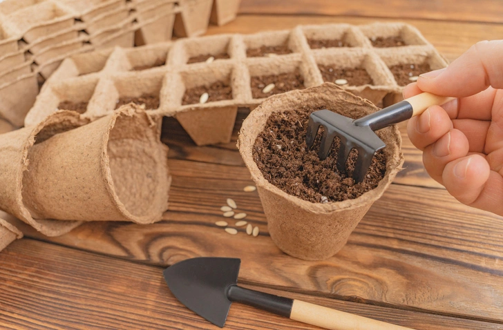 Розсада огірків готова Доглянуті молоді паростки огірків у горщиках на підвіконні, готові до висадки.