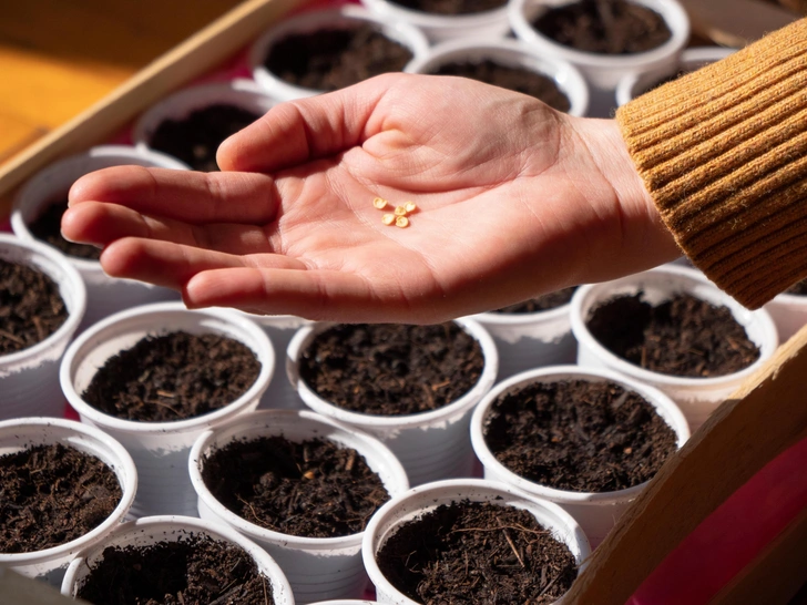 Розсада перцю для теплиці Розсада перцю в ящику, готова до пересадки у теплицю у березні 2026.