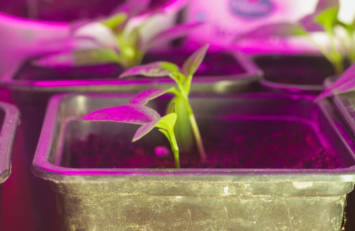 Підготовка ґрунту Підготовка ґрунту для посіву насіння перцю на розсаду у березні 2026.