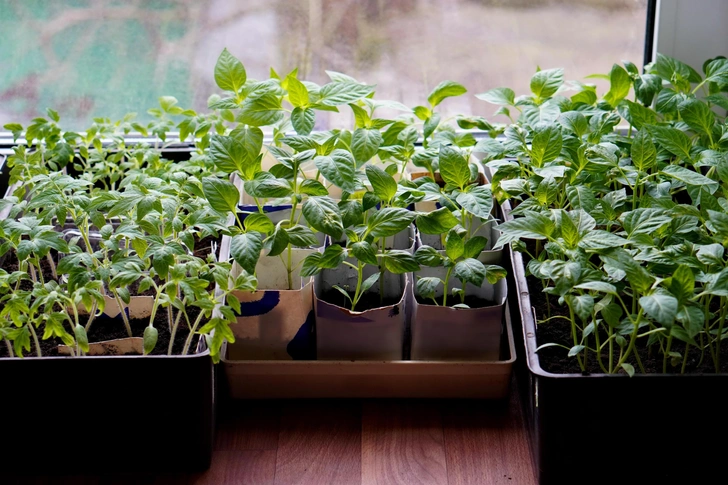 Посів перцю на розсаду Посів насіння перцю на розсаду в березні 2026 року в домашніх умовах.