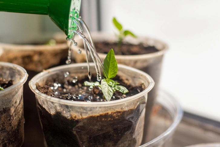 Догляд за розсадою Молода розсада перцю, яка потребує поливу та додаткового освітлення.
