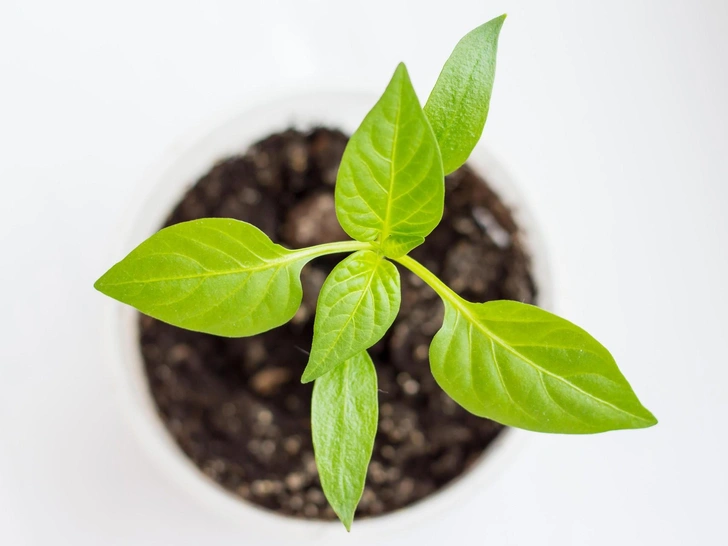 Сходи перцю Контейнери з молодими сходами перцю, що проростають після посіву на розсаду.