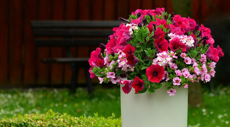 Посадка петунії: календар Календар сприятливих днів для посадки петунії на розсаду у 2024 році.