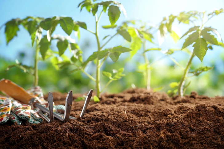 Догляд за розсадою Догляд за розсадою помідорів: полив та забезпечення світлом для здорового росту.