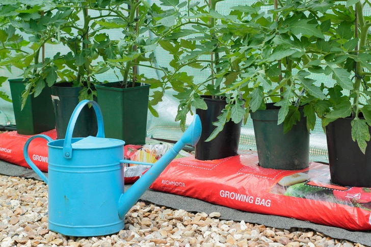 Ранні паростки помідорів Раннє проростання розсади помідорів навесні 2026 року, готова до висадки.