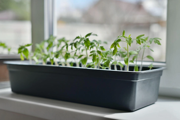 Міцні саджанці помідорів Здорові, міцні паростки помідорів, що вирощуються для висадки навесні 2026.