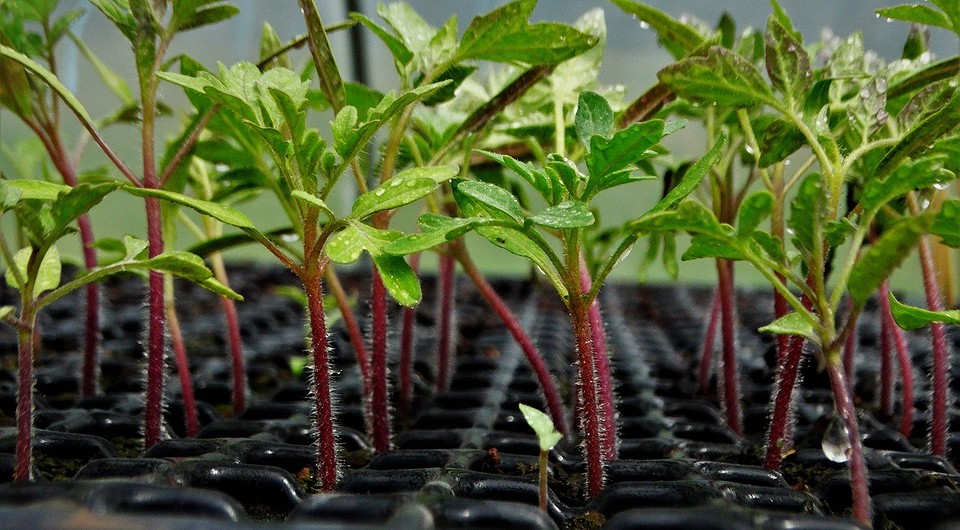 Календар посіву помідорів Календар посіву розсади помідорів на 2024 рік з датами та прикладом розрахунку.