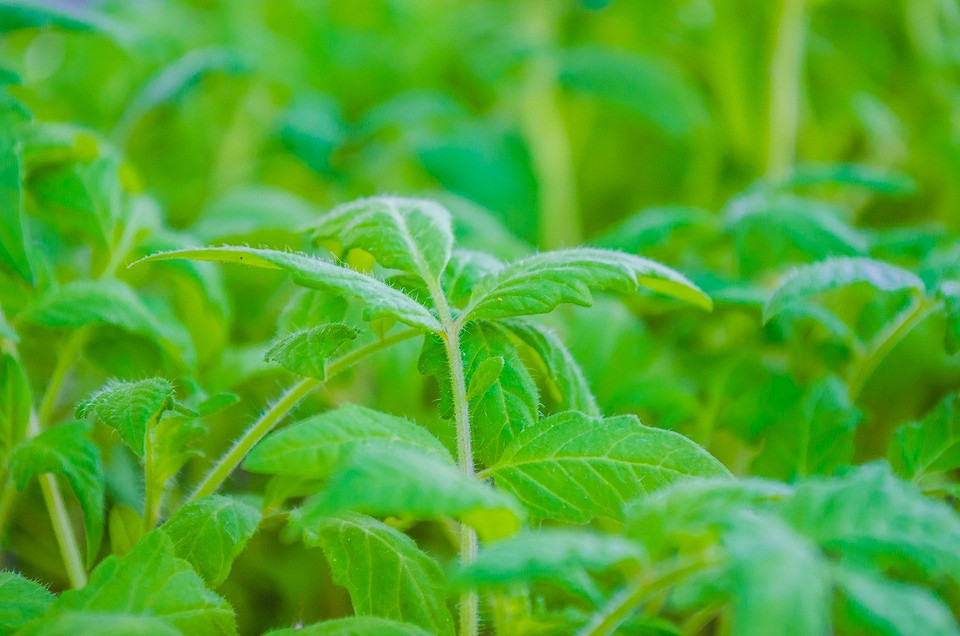 Вирощування томатів Календар посіву розсади помідорів на 2024 рік з датами та прикладом розрахунку.