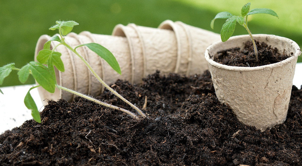 Посів помідорів навесні Розсада помідорів у лотку, готова до висаджування навесні 2026 року.