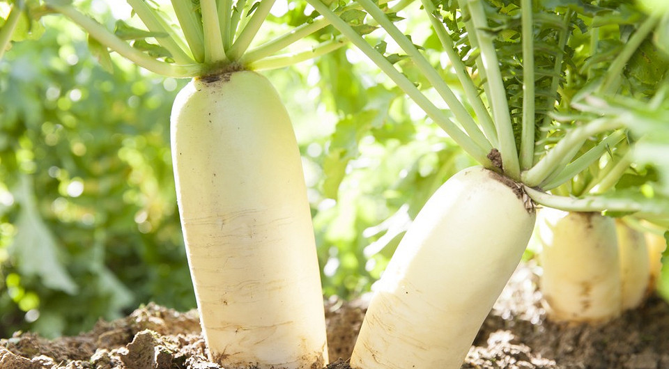 Читайте сигнали редьки: ключ до щедрого врожаю — редька посадка