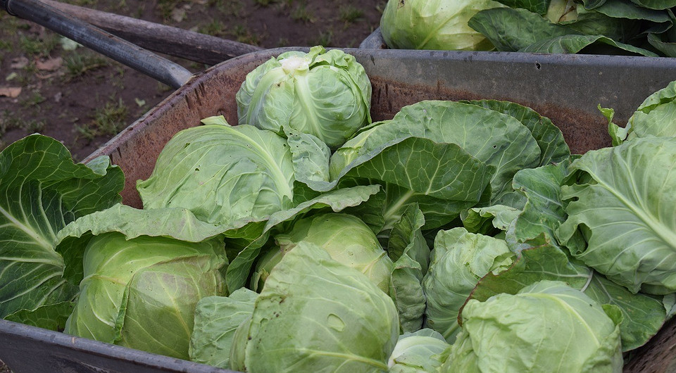 Розсада капусти 2026 Капуста для розсади, підготовлена до висаджування у відкритий ґрунт у 2026 році.