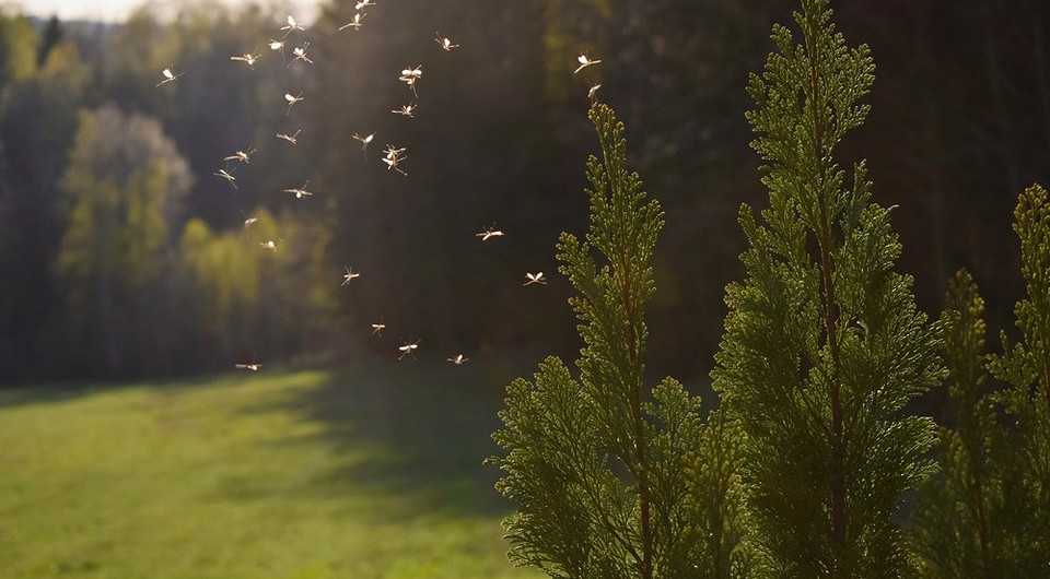 Захист від комарів Різноманітні засоби від комарів на дачі: спреї, спіралі, лампи.