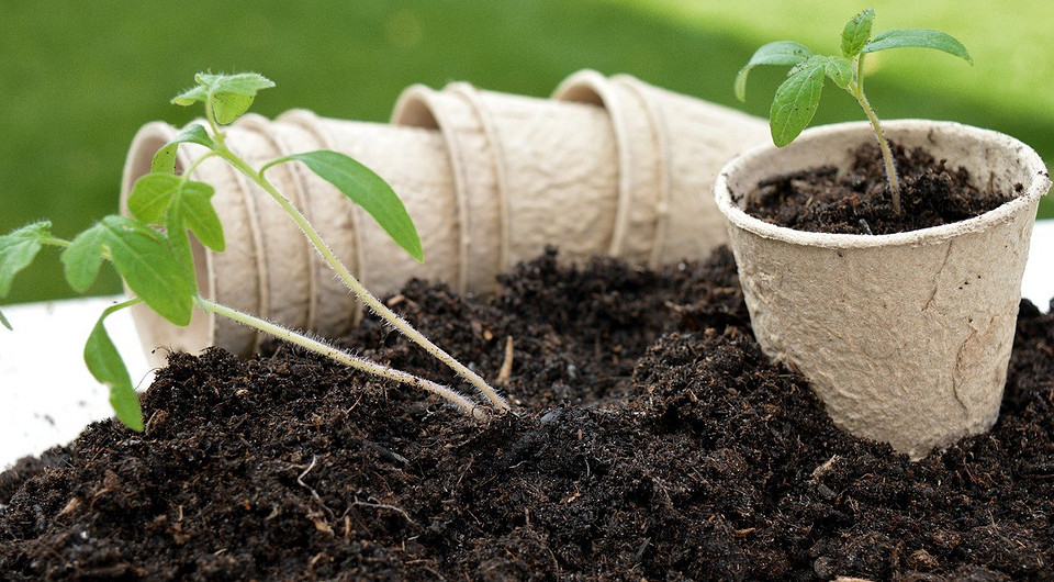 На городі Зображення, що ілюструє посівний календар та фази Місяця для травневих робіт