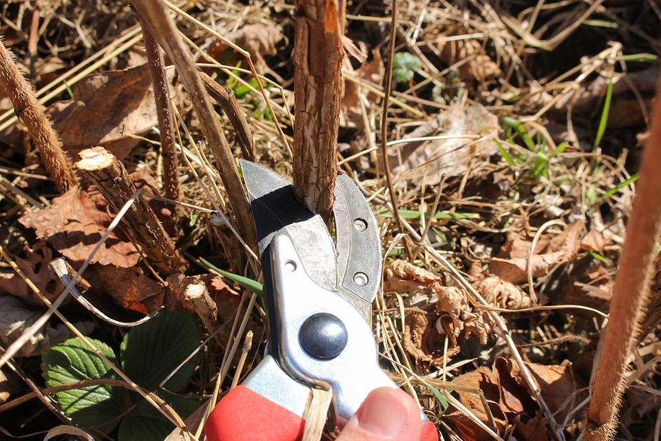 Догляд після обрізки Догляд за малиною після обрізки восени: мульчування, підживлення, захист від шкідників.