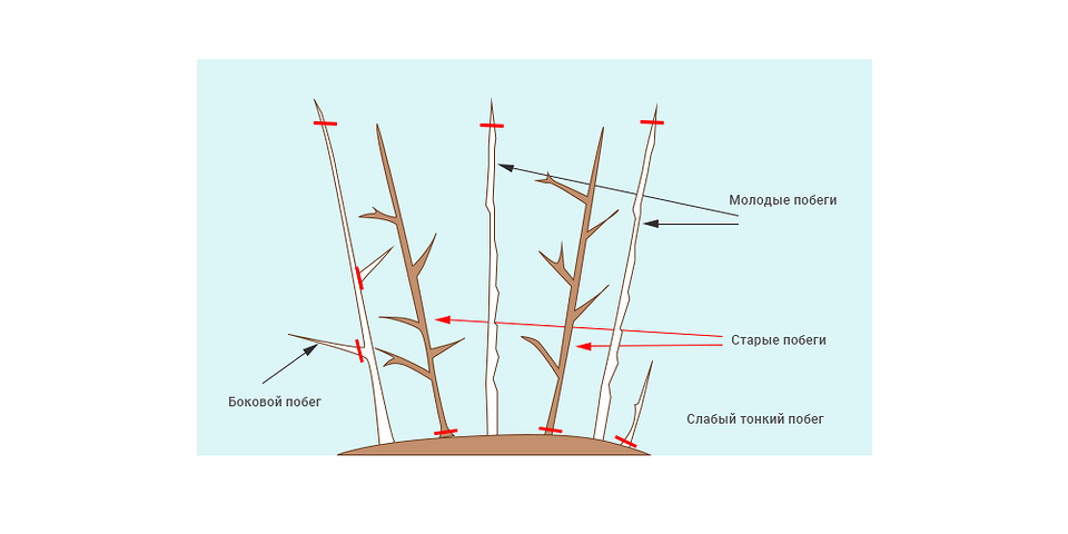Схема для ремонтантних сортів Схема обрізки ремонтантних сортів малини восени для збільшення врожайності.