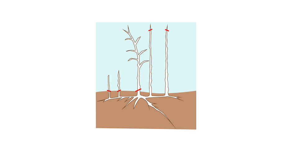 Підготовка до зими Підготовка малини до зими після осінньої обрізки: захист від морозів та снігу.