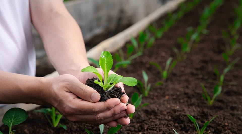 Пекінська капуста на городі Свіжа пекінська капуста, що вирощується на городі, готова до збору