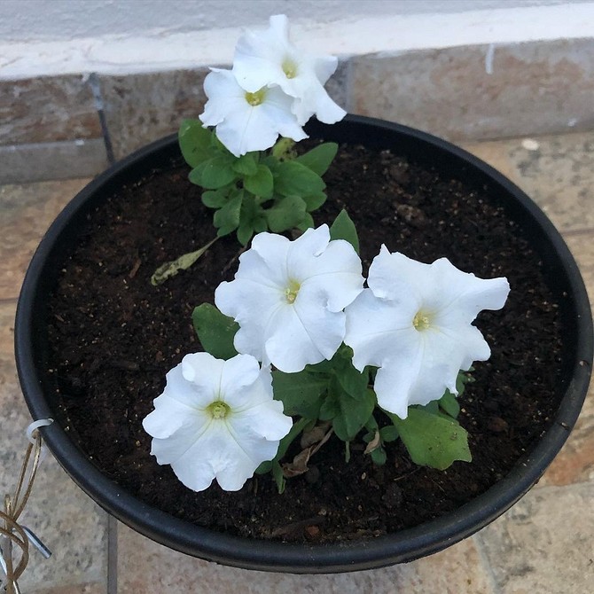 Полив петунії Секрети рясного цвітіння петунії: правильний полив та підживлення у 2026 році.