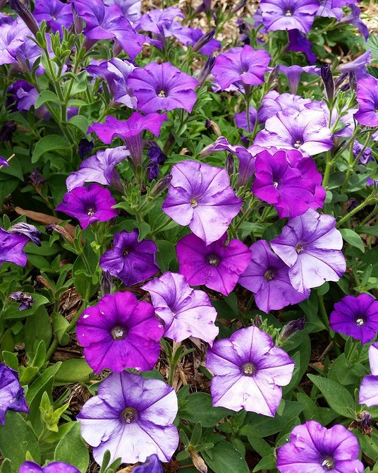 Петунія: раннє цвітіння Раннє цвітіння петуній: насолоджуйтесь красою вже навесні 2026