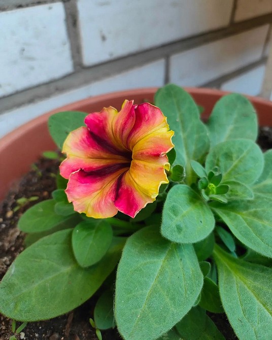 Петунія: пишне цвітіння Яскраві квітучі петунії з великими бутонами, ідеальні для прикраси саду у 2026 році