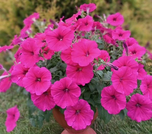 Неонові петунії в саду Різноманітні кольори петуній, включаючи неонові відтінки, створюють феєричний вигляд квітучого саду