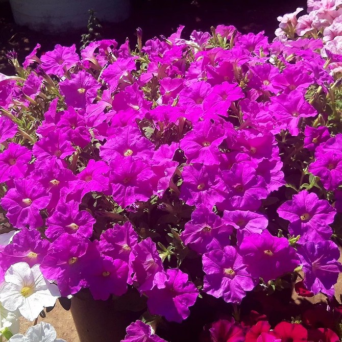 Неонові петунії без обрізки Яскраві неонові петунії, що не потребують обрізки, для легкого догляду в саду.