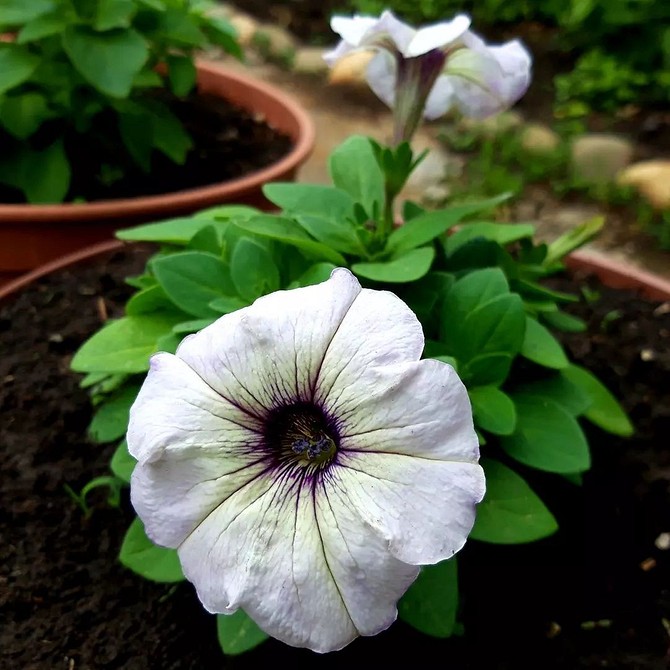 Червона петунія в горщику Петунія з червоними квітами в горщику, рясне цвітіння, невибагливість до освітлення.
