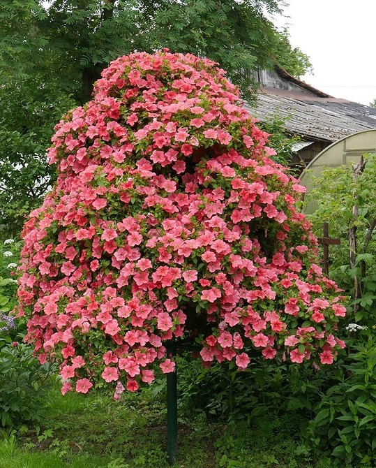 Класифікація петуній за розміром Різні розміри бутонів петуній для ідеального саду: великі, середні, малі квіти.