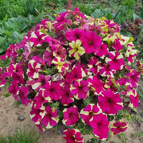 Сорти петуній Кілька сортів петуній з великими квітами, що демонструють різноманіття кольорів.