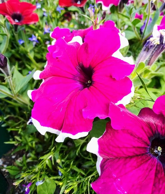 Петунія: ніжність Ніжна петунія з великими пелюстками, що створює романтичну атмосферу.