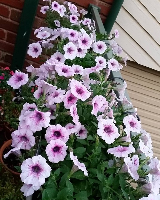 Петунія: ідеальний вибір Петунія 2026: чудовий вибір для вашого саду з різними розмірами бутонів