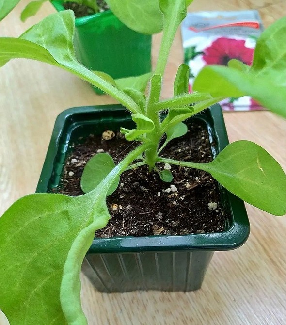 Двоколірна петунія Пурпурова петунія з білим центром, що демонструє великі, розкішні квіти.