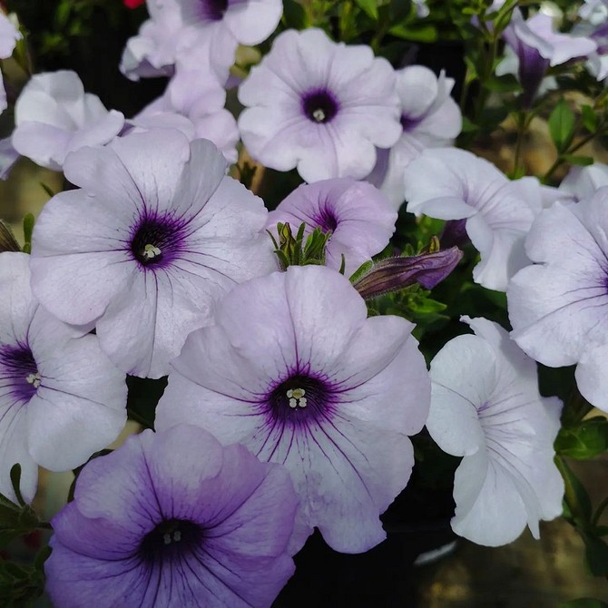 Сорти петуній 2026 Петунія квітуча 2026: виберіть свій ідеальний сорт за розміром бутонів.