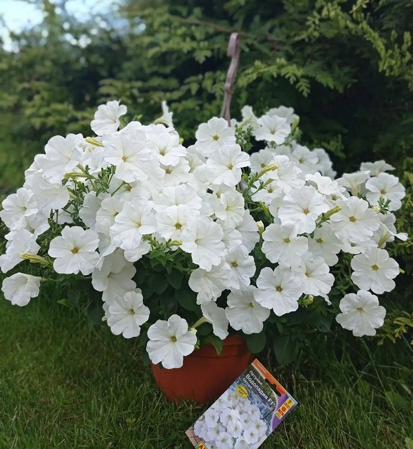 Сорти петунії Різноманітні сорти петунії: вибір кольору та форми для вашого саду у 2026.