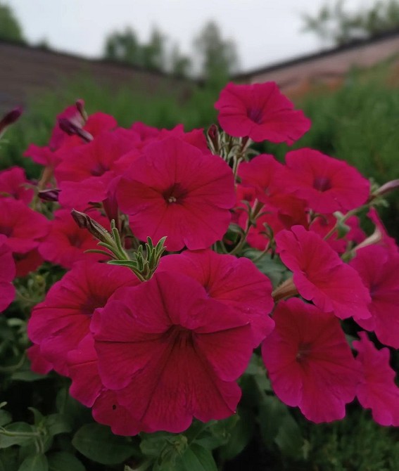 Раннє цвітіння петуній Петунії з раннім цвітінням, щоб насолоджуватись красою саду вже на початку весни