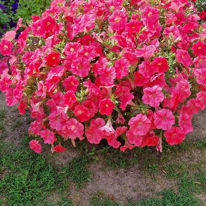 Різноманіття кольорів петуній Пишне цвітіння петуній різних кольорів створює чудовий вигляд саду.