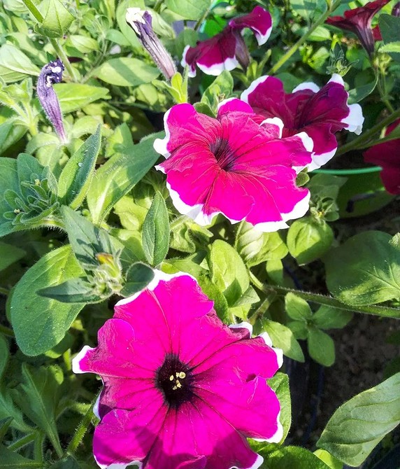 Петунія в контейнері Контейнер з яскравою петунією, яка рясно цвіте, прикрашаючи простір.