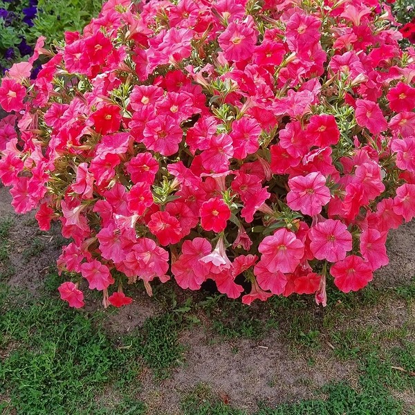 Петунія квітуча 2026 Квітучі петунії 2026 року: різноманіття сортів для вашого саду.