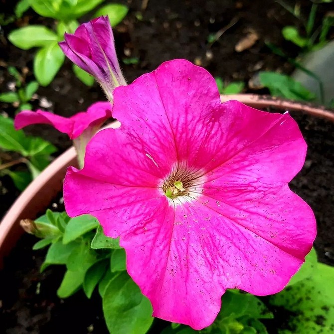 Петунія: неонові квіти Неонові петунії: яскраві квіти для створення ефектного саду влітку