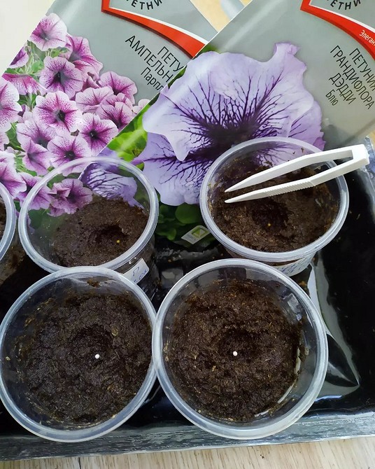 Пишна рожева петунія Великоквіткова петунія насиченого рожевого кольору, що пишно цвіте у саду.