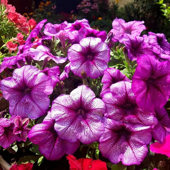 Рожеве диво: Петунія Фотографія пишного куща петунії з великою кількістю рожевих квітів, рясне цвітіння.